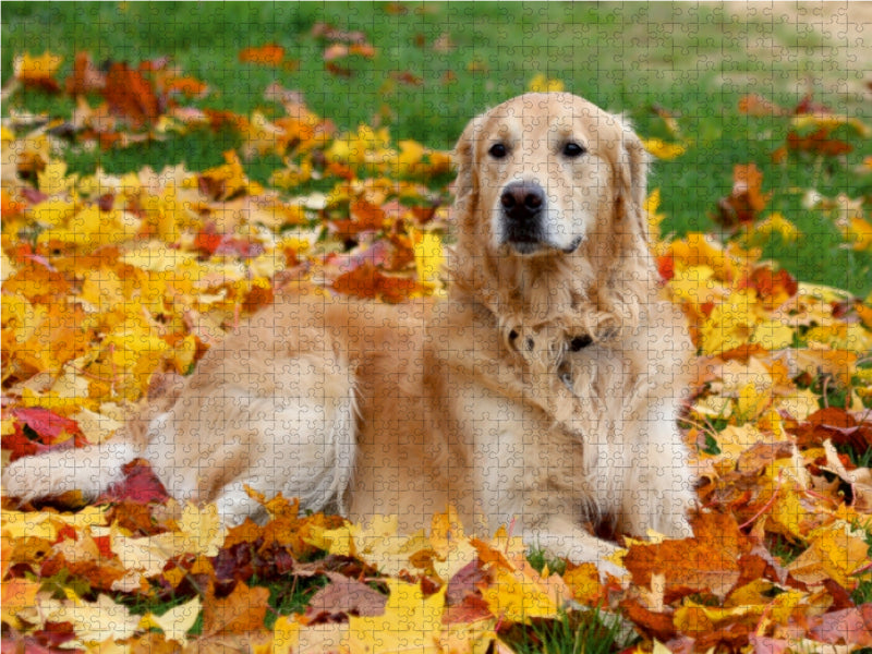 Golden Retriever - CALVENDO Foto-Puzzle - calvendoverlag 29.99