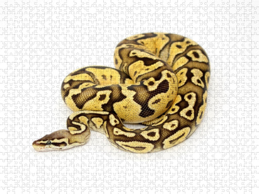 Python - CALVENDO Foto-Puzzle - calvendoverlag 29.99