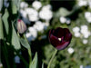 Wunderschöne Tulpe - CALVENDO Foto-Puzzle - calvendoverlag 39.99