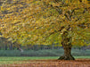 Herbststimmung - CALVENDO Foto-Puzzle - calvendoverlag 39.99