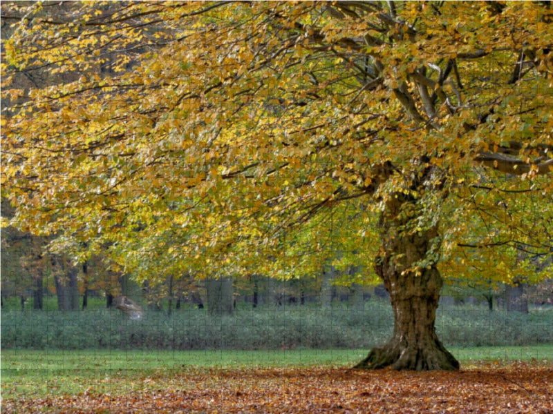 Herbststimmung - CALVENDO Foto-Puzzle - calvendoverlag 39.99