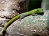 Goldstaubgecko, Big Island, Hawaii - CALVENDO Foto-Puzzle - calvendoverlag 29.99