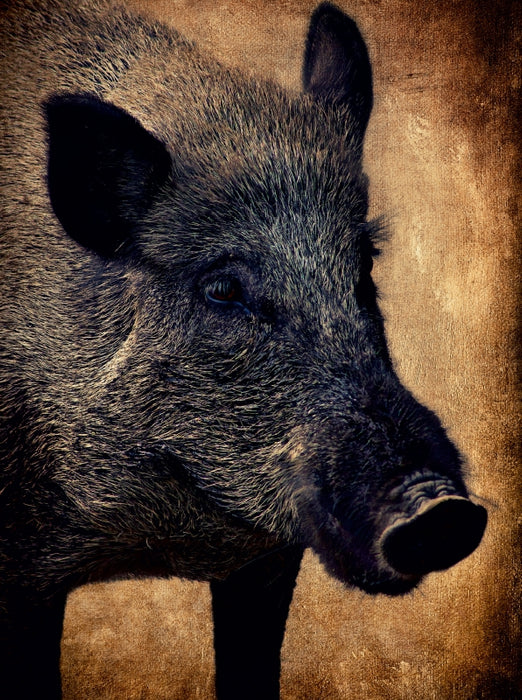 Wildschwein - CALVENDO Foto-Puzzle - calvendoverlag 29.99