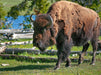 Bison im Yellowstone Nat'l Park - CALVENDO Foto-Puzzle - calvendoverlag 39.99