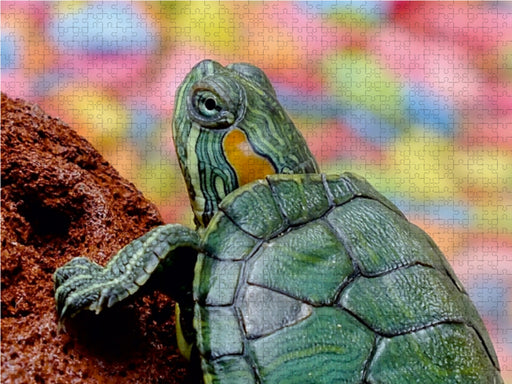 Kleine Schildkröte - CALVENDO Foto-Puzzle - calvendoverlag 29.99