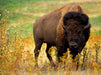 Wisent & Bison - CALVENDO Foto-Puzzle - calvendoverlag 29.99