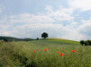 Mohnblüte bei Höllerbach - CALVENDO Foto-Puzzle - calvendoverlag 39.99