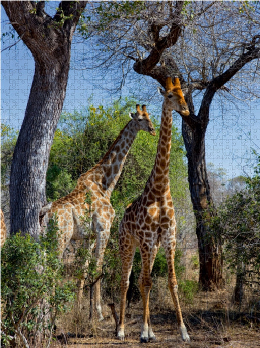 Giraffen im Krüger NP - CALVENDO Foto-Puzzle - calvendoverlag 29.99