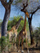 Giraffen im Krüger NP - CALVENDO Foto-Puzzle - calvendoverlag 29.99