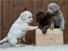 Labrador Welpen Trio - CALVENDO Foto-Puzzle - calvendoverlag 29.99