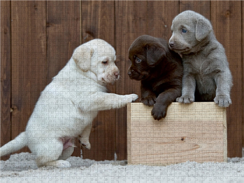 Labrador Welpen Trio - CALVENDO Foto-Puzzle - calvendoverlag 29.99