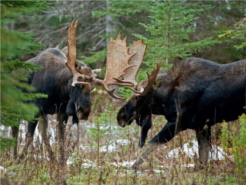 Gefecht - CALVENDO Foto-Puzzle - calvendoverlag 29.99