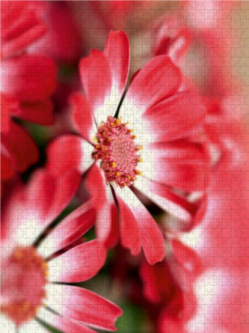 cineraria blüten - CALVENDO Foto-Puzzle - calvendoverlag 29.99