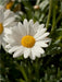 margeriten blüte - CALVENDO Foto-Puzzle - calvendoverlag 29.99