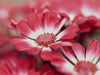 Florale Schönheiten - CALVENDO Foto-Puzzle - calvendoverlag 29.99