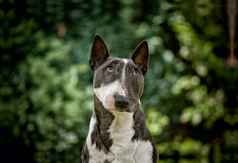 Toile textile haut de gamme Toile textile haut de gamme 75 cm x 50 cm de diamètre Un motif du calendrier Bull Terrier 