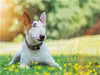 Bullterrier - CALVENDO Foto-Puzzle - calvendoverlag 29.99