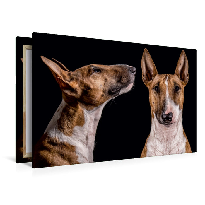 Premium Textil-Leinwand Premium Textil-Leinwand 120 cm x 80 cm quer Ein Motiv aus dem Kalender Bullterrier