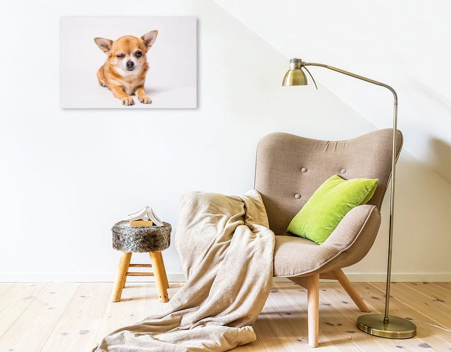 Premium Textil-Leinwand Premium Textil-Leinwand 75 cm x 50 cm quer Ein Motiv aus dem Kalender Chihuahua - Die Welt der Kleinen