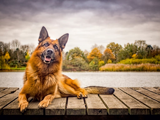 Deutscher Schäferhund - CALVENDO Foto-Puzzle - calvendoverlag 29.99