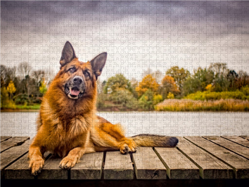 Deutscher Schäferhund - CALVENDO Foto-Puzzle - calvendoverlag 29.99