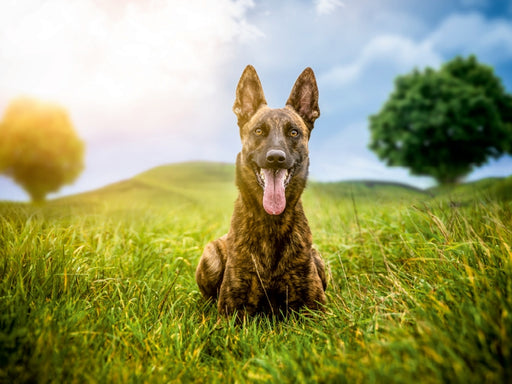 Hundeleben Schäferhund - CALVENDO Foto-Puzzle - calvendoverlag 29.99