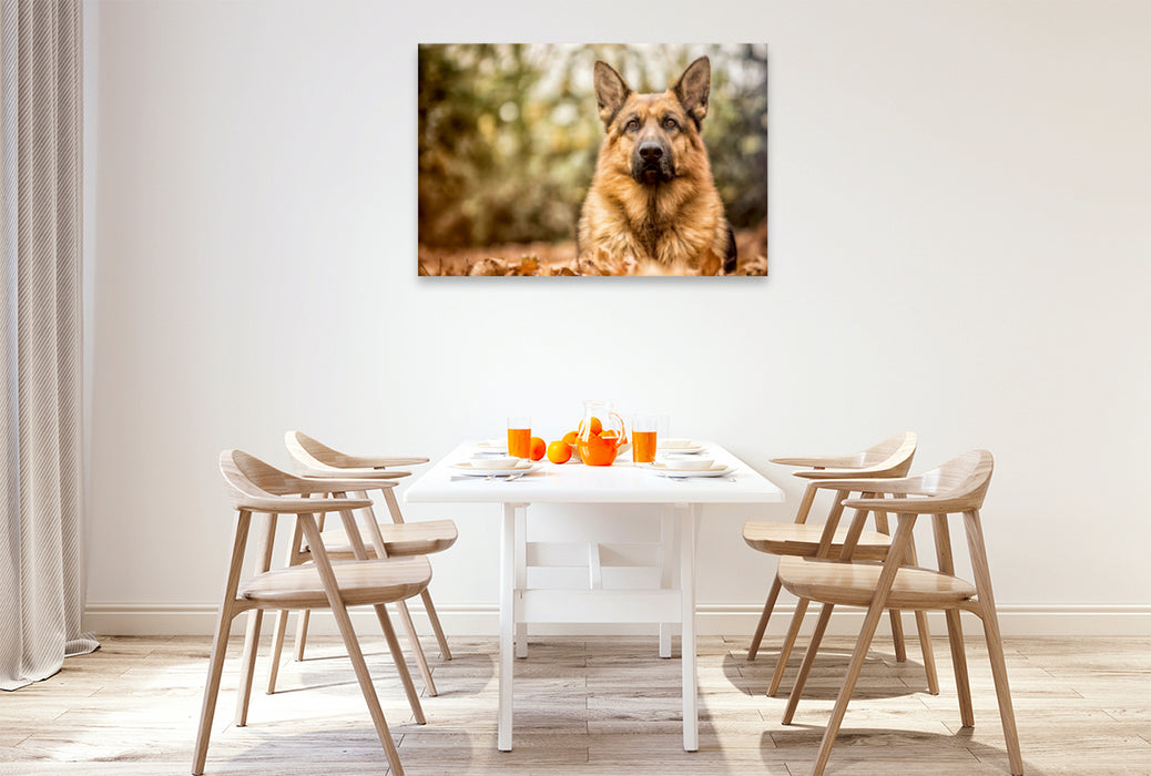 Premium Textil-Leinwand Premium Textil-Leinwand 120 cm x 80 cm quer Deutscher Schäferhund