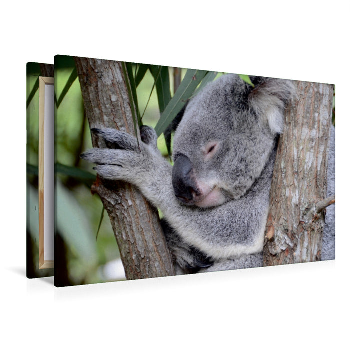 Premium Textil-Leinwand Premium Textil-Leinwand 120 cm x 80 cm quer Koala, New South Wales