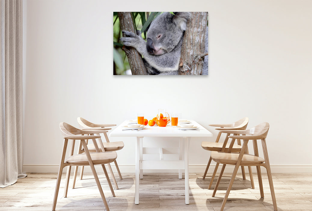 Premium Textil-Leinwand Premium Textil-Leinwand 120 cm x 80 cm quer Koala, New South Wales