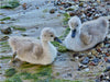 Junge Höckerschwäne am Ostsee Strand. - CALVENDO Foto-Puzzle - calvendoverlag 29.99