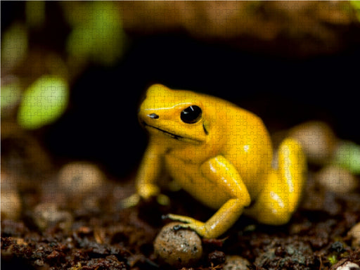 Schreckliche Pfeilgiftfrosch (Phyllobates terribilis) - CALVENDO Foto-Puzzle - calvendoverlag 29.99