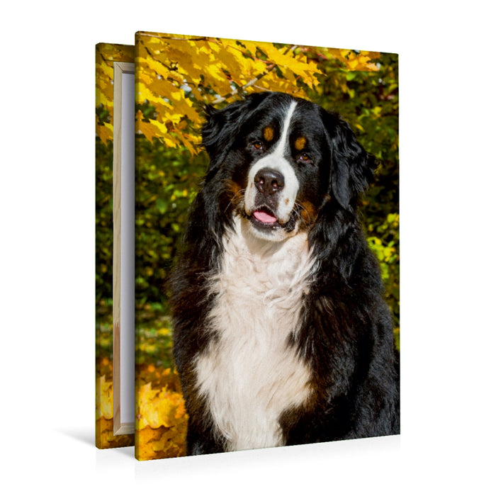 Premium Textil-Leinwand Premium Textil-Leinwand 80 cm x 120 cm  hoch Berner Sennenhund - Herbststimmung