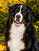 Berner Sennenhund - Herbststimmung - CALVENDO Foto-Puzzle - calvendoverlag 29.99