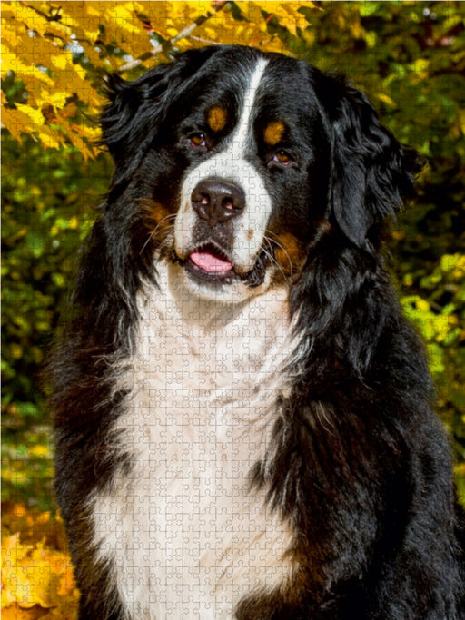 Berner Sennenhund - Herbststimmung - CALVENDO Foto-Puzzle - calvendoverlag 29.99