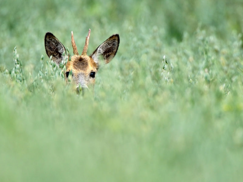 Wildlife Impressionen - CALVENDO Foto-Puzzle - calvendoverlag 29.99