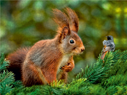 Eichhörnchen - immer wieder süß - CALVENDO Foto-Puzzle - calvendoverlag 29.99