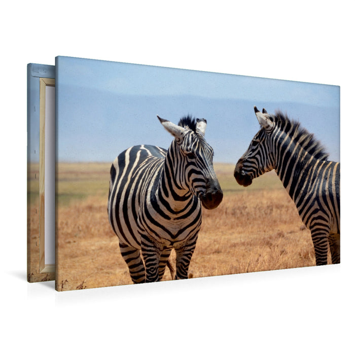 Premium Textil-Leinwand Premium Textil-Leinwand 120 cm x 80 cm quer Zebras im Ngorongoro-Krater