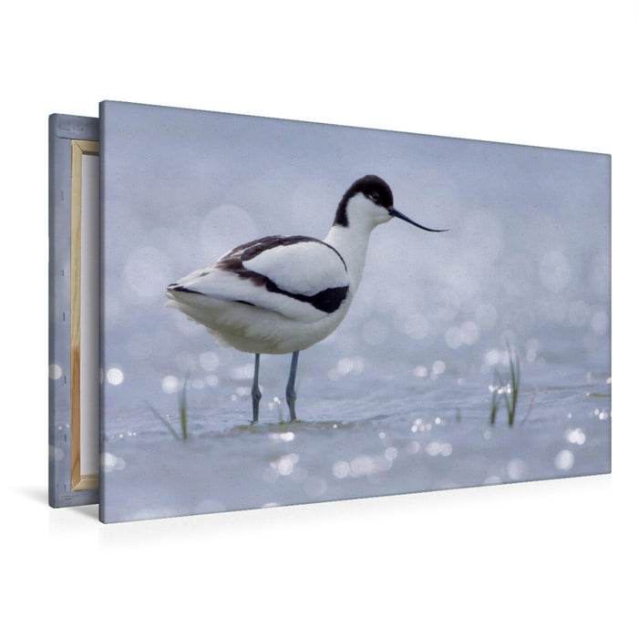 Toile textile premium Toile textile premium 120 cm x 80 cm paysage Avocette (Recurvirostra avosetta) 