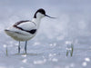 Säbelschnäbler (Recurvirostra avosetta) - CALVENDO Foto-Puzzle - calvendoverlag 29.99