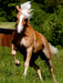 Pferde ... fliegen ohne Flügel - CALVENDO Foto-Puzzle - calvendoverlag 29.99