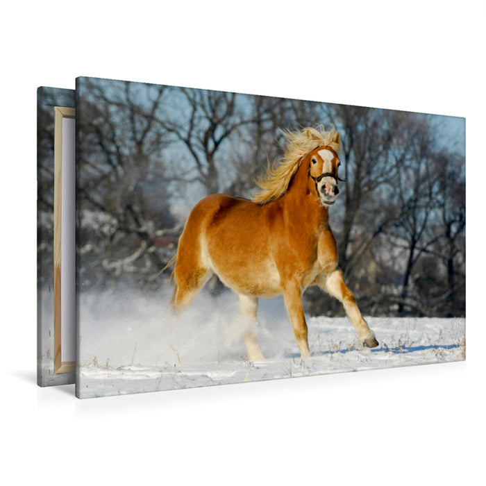 Premium Textil-Leinwand Premium Textil-Leinwand 120 cm x 80 cm quer Haflinger im Schnee