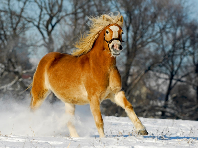 Haflinger im Schnee - CALVENDO Foto-Puzzle - calvendoverlag 29.99