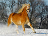 Haflinger im Schnee - CALVENDO Foto-Puzzle - calvendoverlag 29.99