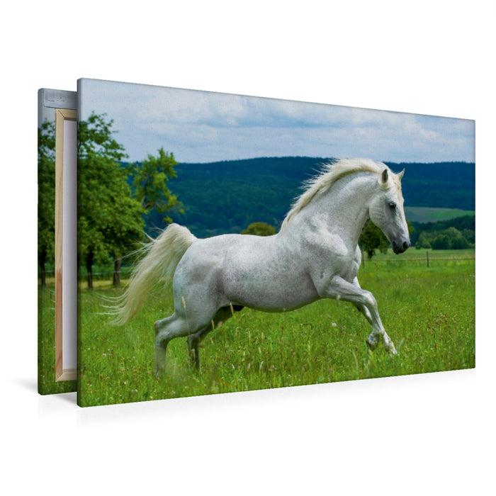 Premium Textil-Leinwand Premium Textil-Leinwand 120 cm x 80 cm quer Lipizzaner Hengst