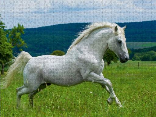 Lipizzaner Hengst - CALVENDO Foto-Puzzle - calvendoverlag 29.99