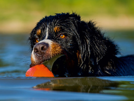 Berner Sennenhund Javaro - CALVENDO Foto-Puzzle - calvendoverlag 29.99