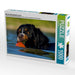 Berner Sennenhund Javaro - CALVENDO Foto-Puzzle - calvendoverlag 29.99