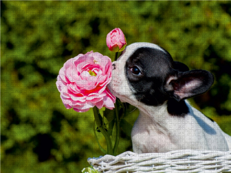 Kleiner Rosenkavalier - Französische Bulldogge - CALVENDO Foto-Puzzle - calvendoverlag 29.99