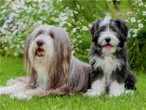 Bearded Collie Hündin und Welpe - CALVENDO Foto-Puzzle - calvendoverlag 29.99