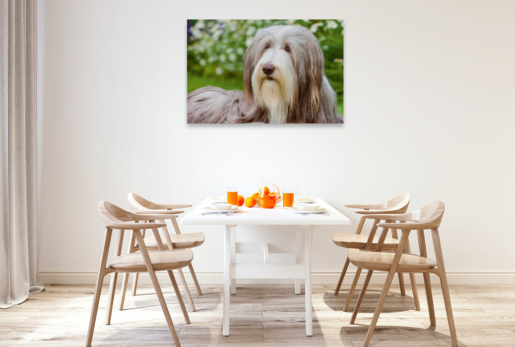 Premium Textil-Leinwand Premium Textil-Leinwand 120 cm x 80 cm quer Bearded Collie Hündin